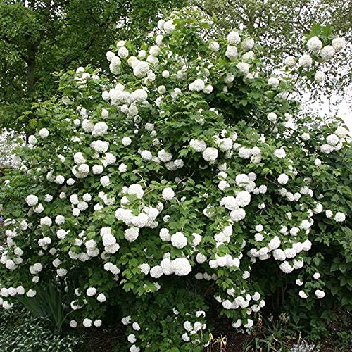 Snowball Viburnum Bush 20 Seeds (B08JLWVGQQ) Amazon Price History, Amazon Price Tracker