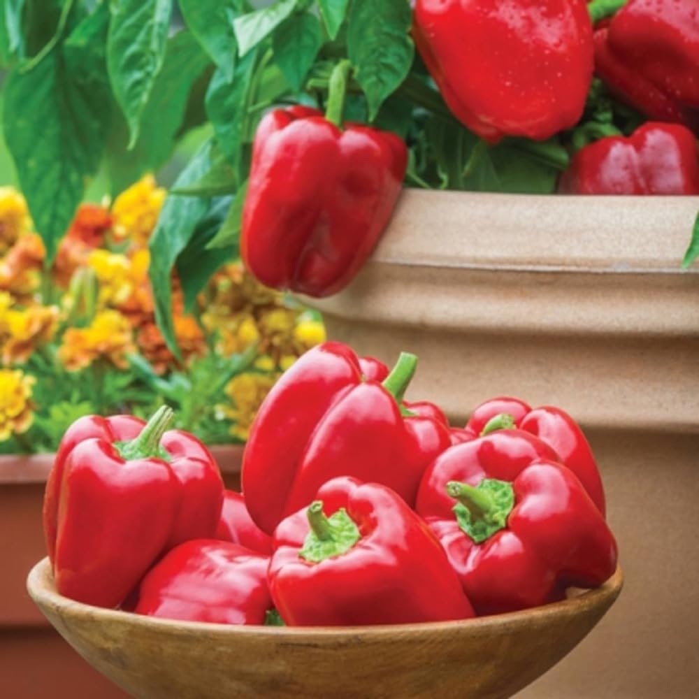 Sweet Pepper 'Popti'. Plug Plant x 5. Compact Mini Peppers, Capsicum Available from Bedwen Plants
