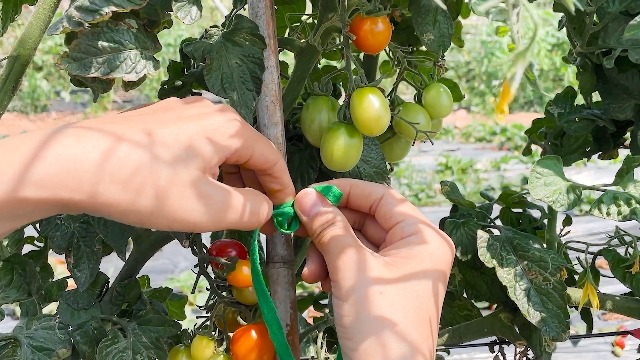 Soft Plant Ties Green Garden Twist Ties For Plants 65.6ft