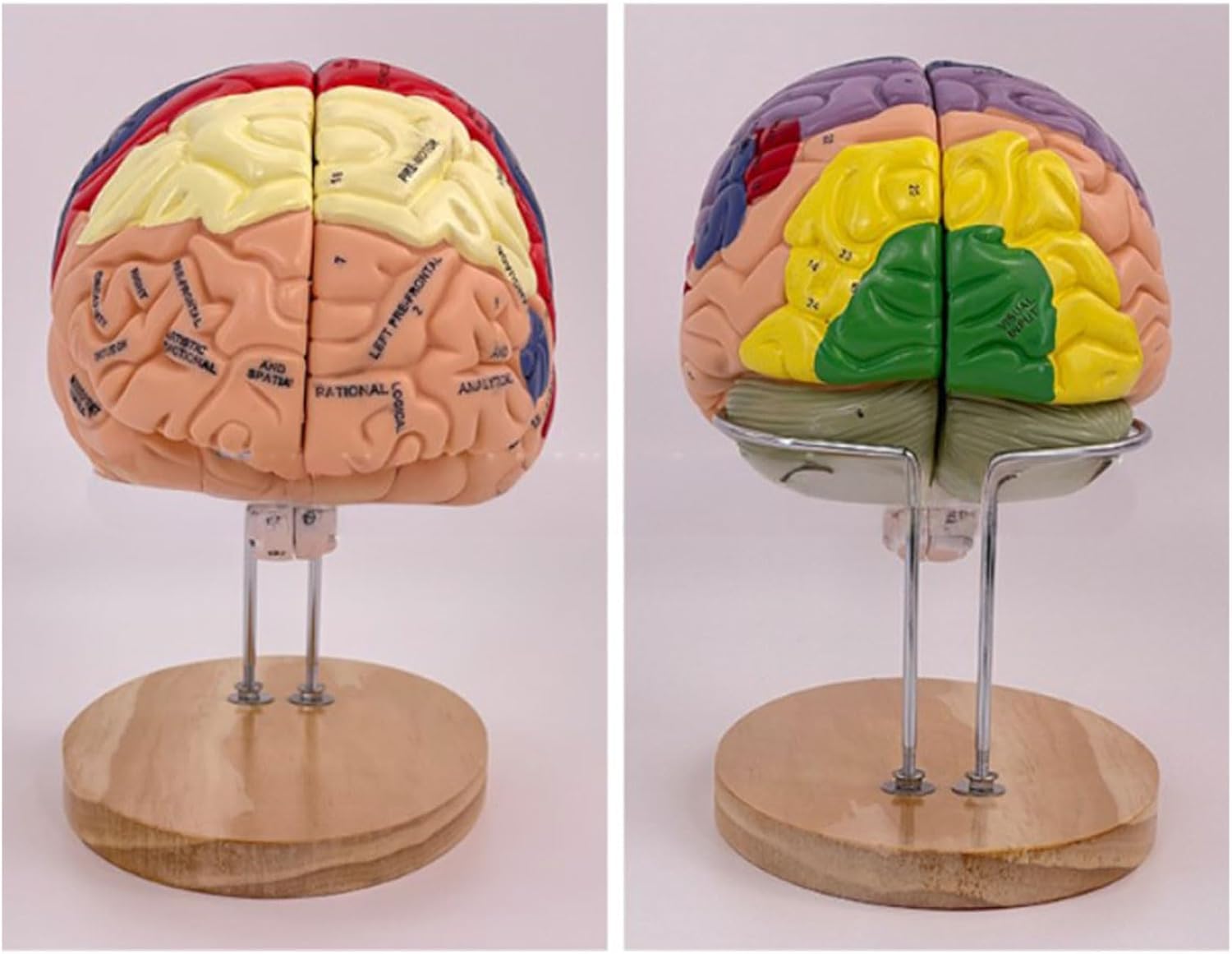 Model nauczania anatomii ludzkiego mózgu do badania chorób mózgu, model narządów do edukacji medycznej