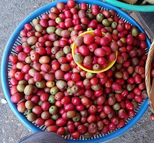 PLAT FIRM Germination Seeds: 10 Seeds Spondias purpurea (JocotÃ¨). Season 2018 Rare Fruit