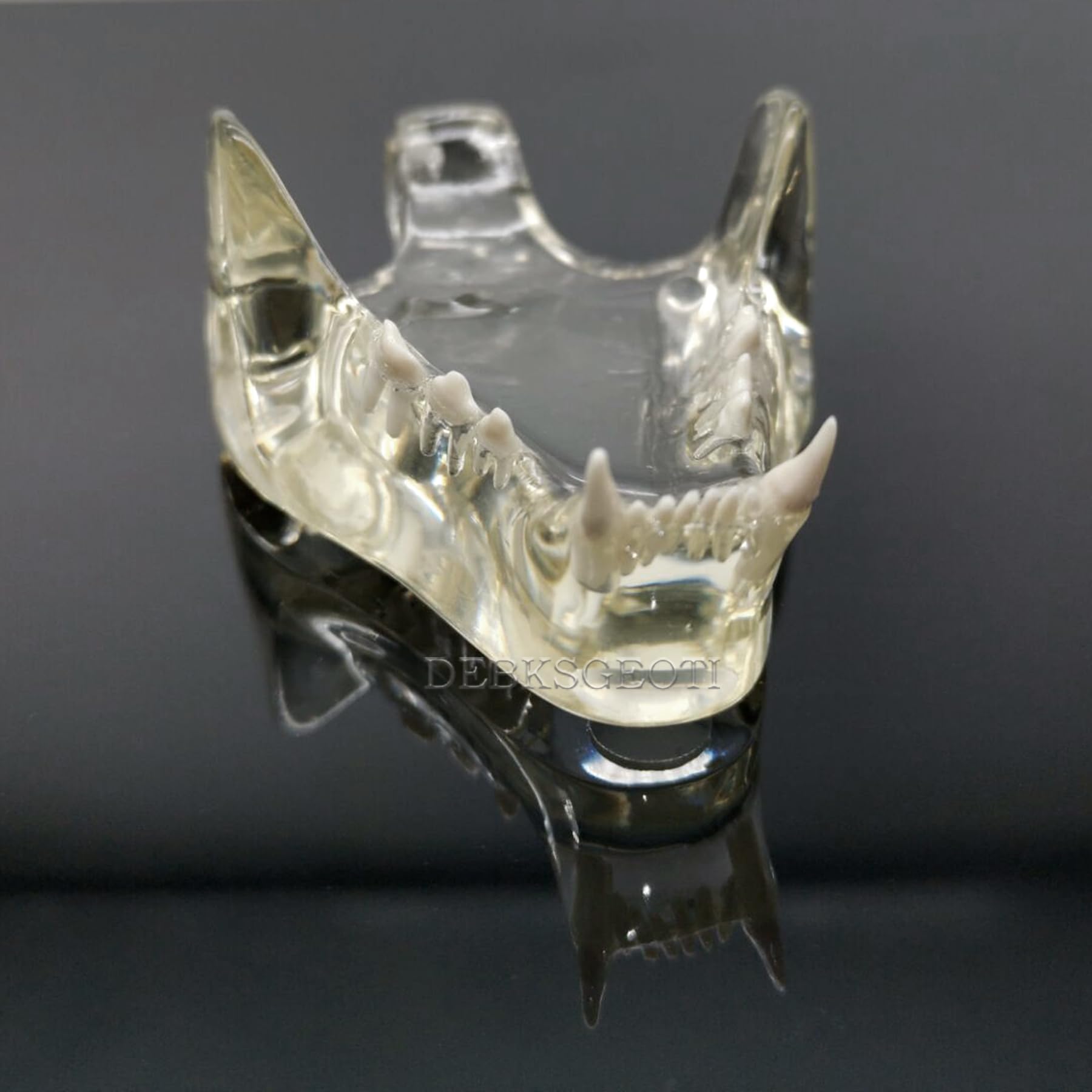 Dental Cat Oral Typodont Modelo de dientes transparentes Clínica de mascotas Mandíbula de dientes anatómicos para caninos veterinarios Oficina Educación Decoración Demostrar (Modelo de