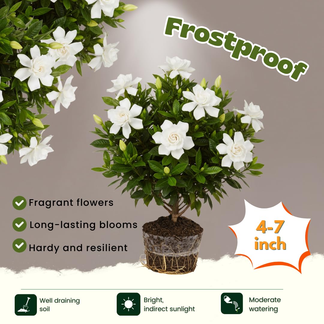 Amazon.com : Frostproof Cape Jasmine Plants Live, Arabian Jasmine