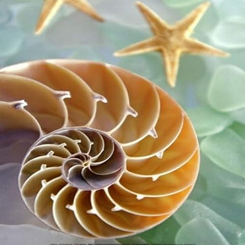 Buyartforless Sea Glass 2 por Alan Blaustein Tamaño de la imagen 11.0 x 13.8in, tamaño de papel 11.0 x 13.8in