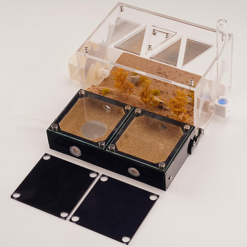 Ant Nest with Great Scene and Great View