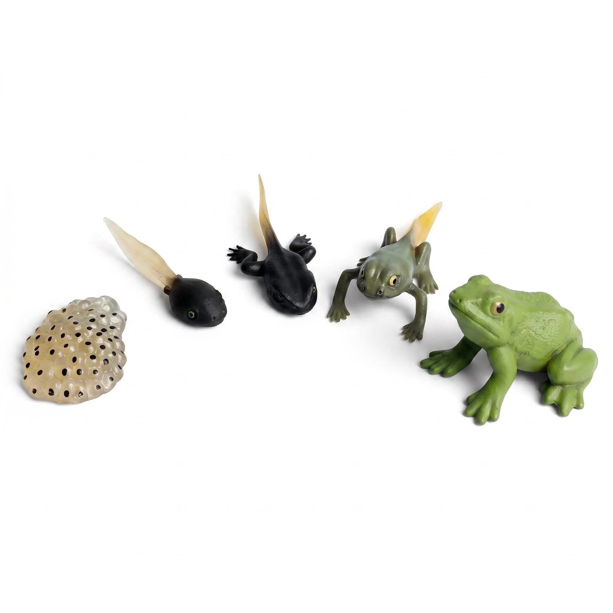 Frog Life Cycle Toys,5Pcs Animal Life Cycle Figures of Frog Growth Cycle Figurine,Realistic Plastic Frogs for Kids Educational Toy for Learning & Teaching Aids for Bonsai Pot Micro Landscape Decor