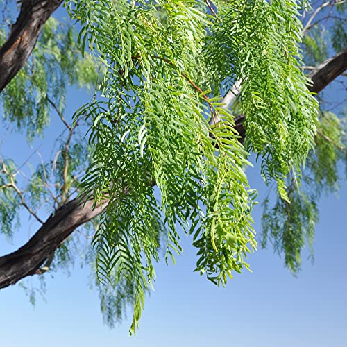 Yegaol Garden 5Pcs Prosopis Glandulosa Seeds Honey Mesquite,Glandular Mesquite, Algarroba Fragrant Attracts Bees Heat & Drought Tolerant Deer Resistant Courtyard Garden Outdoor #TOP5
