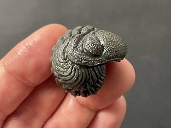 Amazon | 三葉虫ファコプス化石[PH67]エンロール防御態勢防御姿勢 303