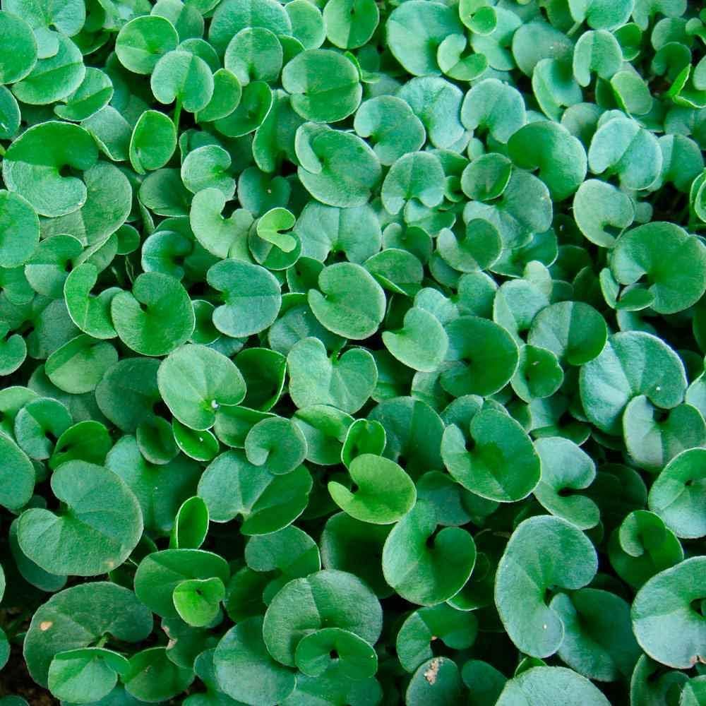 R&R SHOP - Nasiona trawnika, Dichondra Repens, Origin USA, odporne i dekoracyjne (200gr - 20mq)