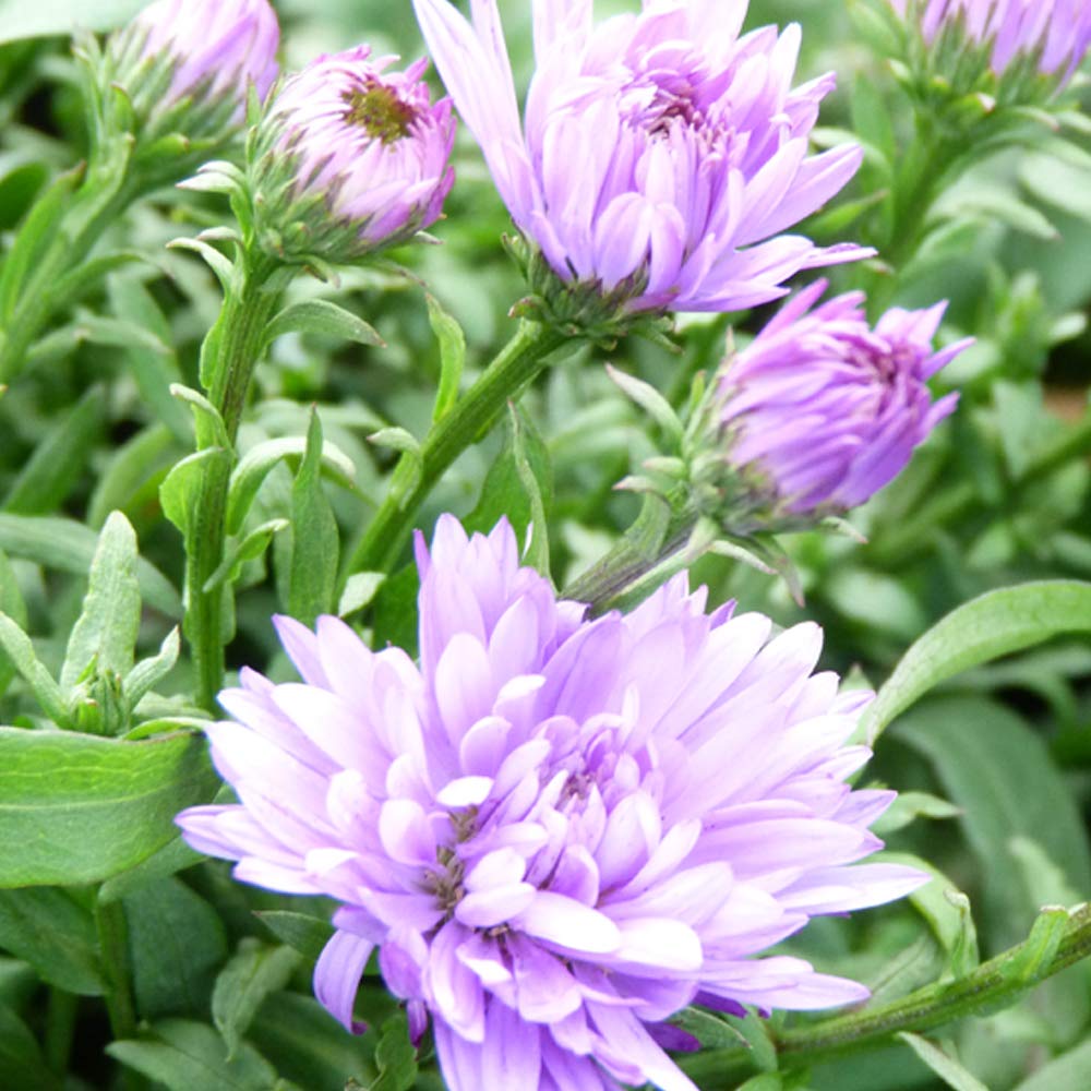 Aster Novi-belgii 'Audrey' Michaelmas Daisy Hardy Perennial Autumn Flowering Garden Plants Grow Your Own 1 x 1 Litre Pot Aster Novi-belgii 'Audrey' by Thompson and Morgan