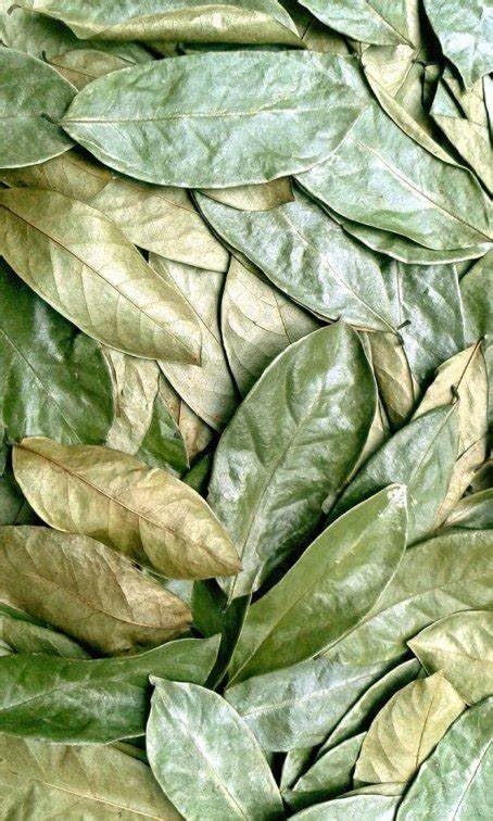 Miniatura 8 de Graviola de hojas de guanábana - Hojas de té de hierbas secas premium  Annona Muricata  Infusión de bienestar natural