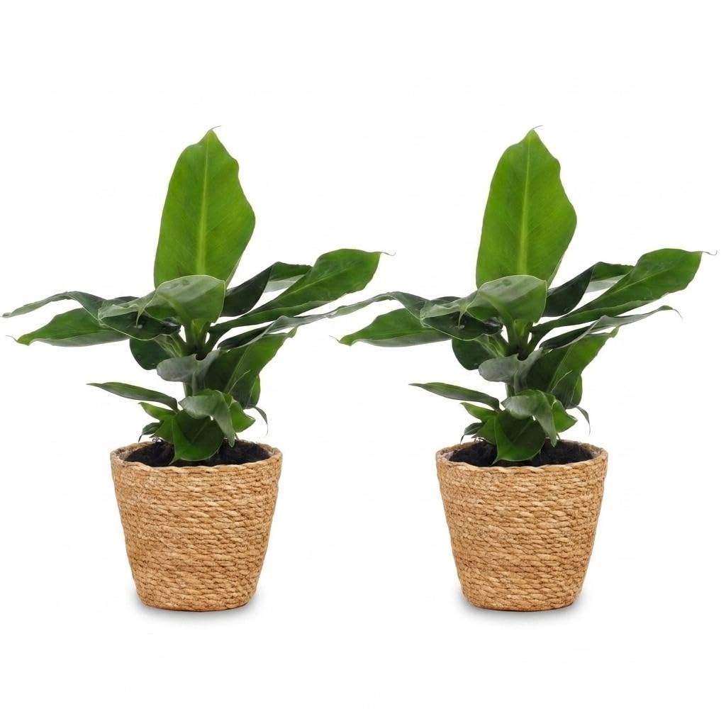 Banano Nano in Cesto di Alga Marina, da Interno, Verde, Set da 2, 30cm