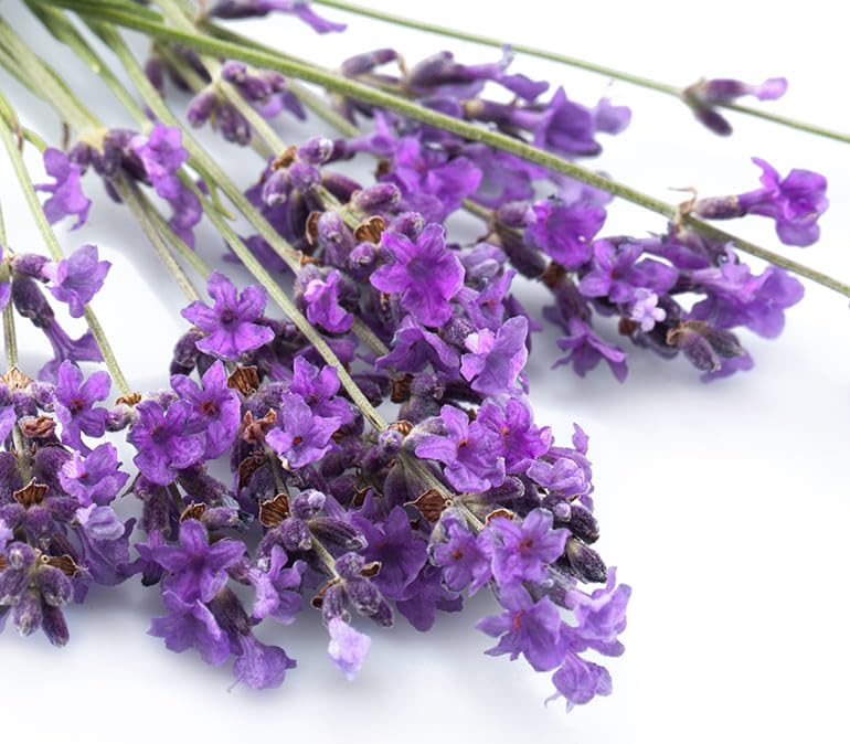 Miniatura 4 de Eau vitale lavanda