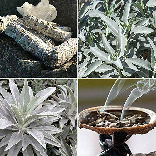 TENGGO Egrow 100Pcs/Pack Graines De Sauge Blanches Graines De Sauge Blanches Bonsaï Herbes Organiques Salvia Apiana Plantes Médicinales Rares Feuilles Vivaces Héritage Naturel Plante Cover