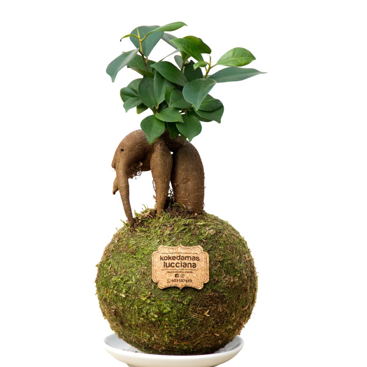 Kokedamas Lucciana Ficus Ginseng Pequeño - Kokedama Interior | Bola de Musgo Vivo | Planta Natural | Planta Interior o Planta Exterior | Decoración Hogar | Fácil Cuidado y Mantenimiento