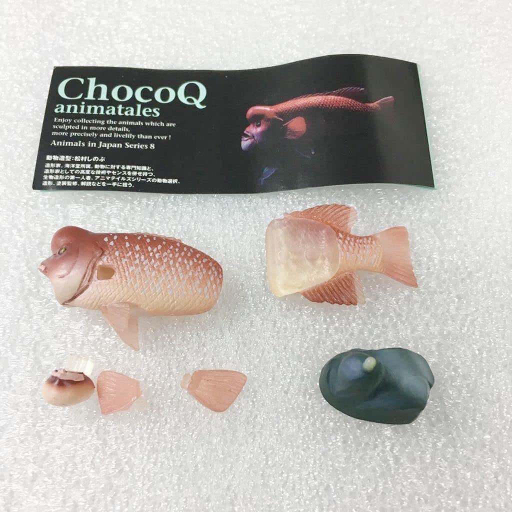 Amazon | 即決チョコQ日本の動物8第8弾コブダイ未組立品ミニ