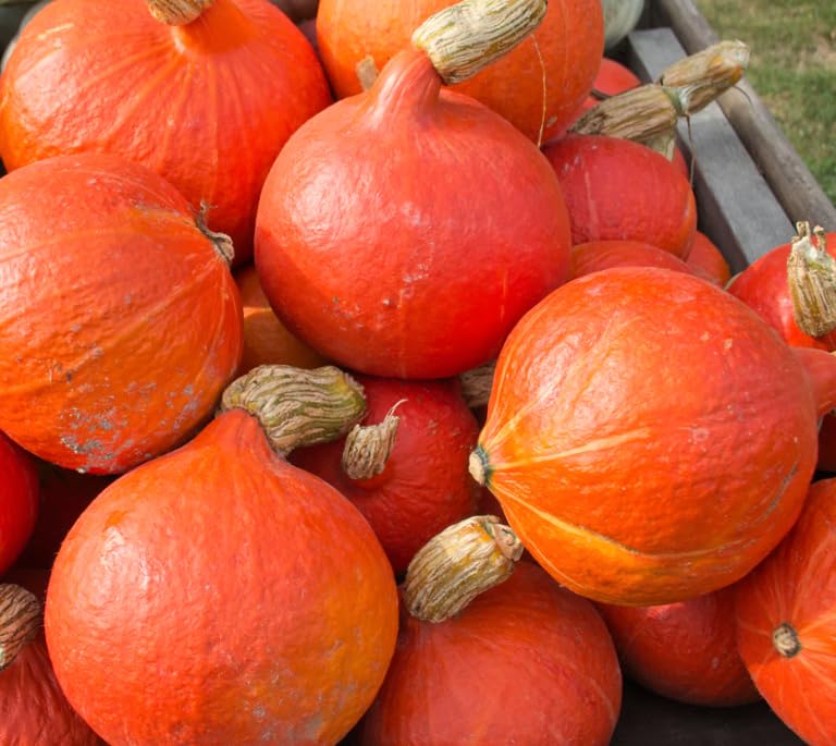 Amazon.com : TomorrowSeeds - Japanese Red Kuri Squash Seeds - 40+