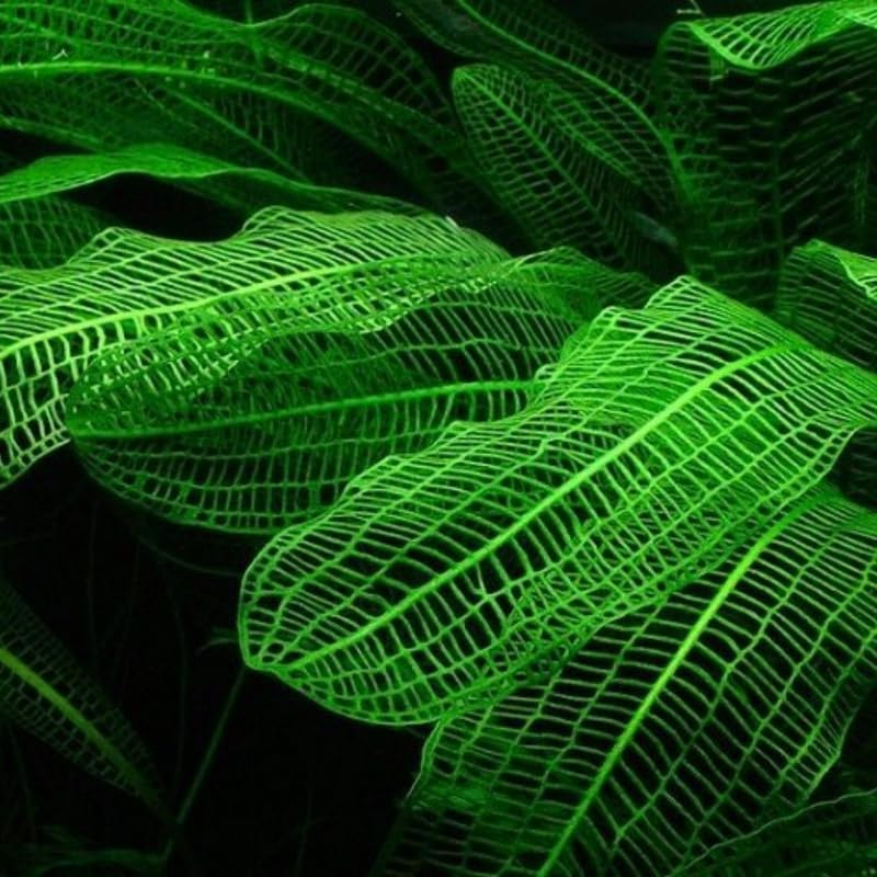Aponogeton Aquarium Plants Live, 1-2 Bulbs Aquatic Plants, Live Aquarium Plants Bulbs, Freshwater Aquarium for Planting
