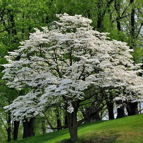 5 White Flowering Dogwood Trees - 10-18" Tall Seedlings -
