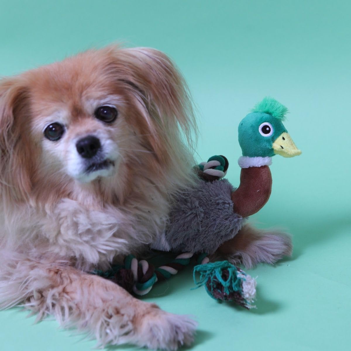 Mallard Duck Dog Toy, Plush Squeaky Tug Toy with Rope Legs & Crinkle Wings for Fetch Chew & Play, Green & Grey - Image 3
