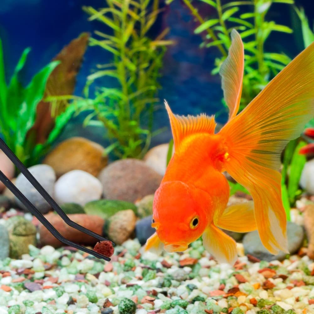 DONGKER Kit di Attrezzi per Acquario,6 in 1 Pinze per Piante Acquatiche in Acciaio Inox Forbici per Pulizia Acquari