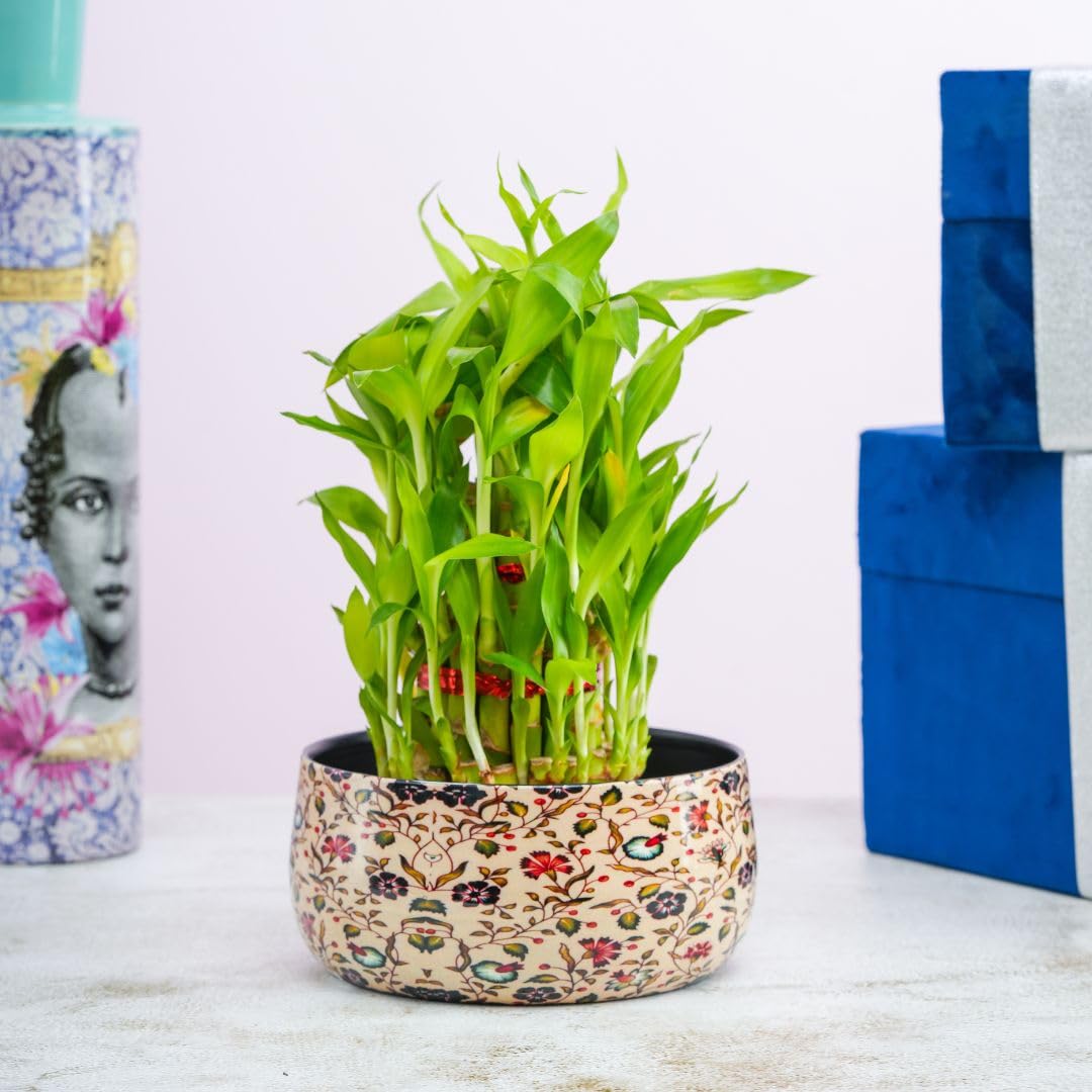 Floral Boutique 3 Layer Lucky Bamboo Plant with Metal Plant Pot, Live Indoor Plants for Living Room, Plant Stand for Balcony, Stylish Pots for Indoor Plants and Décor (B0DD8G8NRN) Amazon Price History, Amazon Price Tracker