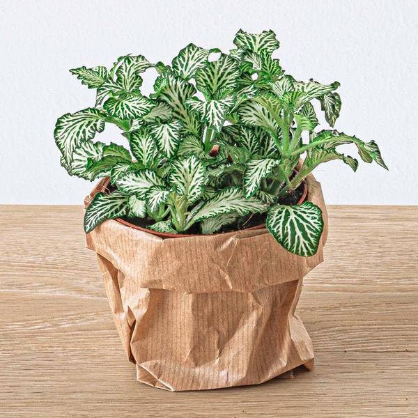 Flaschengarten Ficus Ginseng Bonsaï – Recharge & Kit de démarrage – Kit de terrarium de plantes DIY – Kit complet avec plantes pour terrarium, charbon actif et accessoires – Mini écosystème à