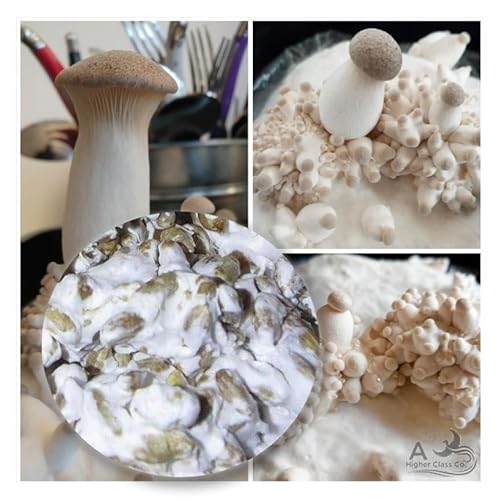 Rapid Growth - King Oyster Mushroom Grain Spawn - Mycelium,