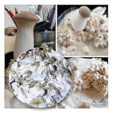 Rapid Growth - King Oyster Mushroom Grain Spawn - Mycelium, 200 Grams, 7 Ounce Jar, Ready to Add to Growing Substrate for Home or Commercial Cultivation