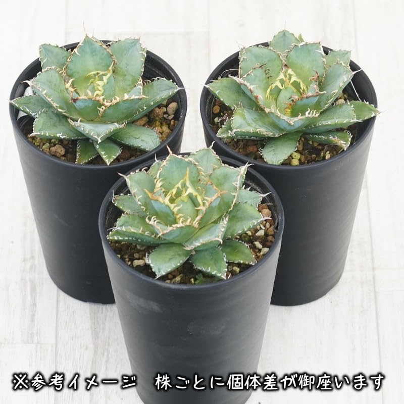 Amazon.co.jp: アガベ・チタノタ「フィリグリー」 3.5号鉢 : DIY・工具
