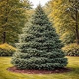 Black Hills Spruce Live Tree Plants (Picea glauca ‘Densata’) – Hardy Evergreen Privacy Tree – Cold Tolerant Conical Spruce – Dense Windbreak & Landscape Tree – Rooted Sapling Plant (1 Tree)