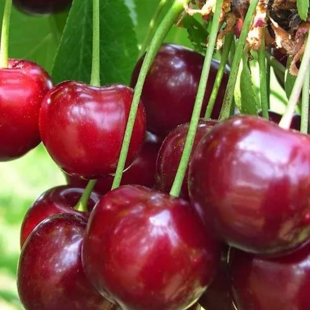 Ciliegio Dolce Durone Nero di Vignola 3 - Pianta da Frutto Antico su Vaso: ø 24/26 cm. *Altezza: 180~200 cm. - Età 4 Anni