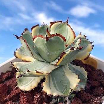 Amazon.co.jp: F3 アガベ 超大株ガニ錦 兜蟹錦 肉厚丸葉 強棘葉包型