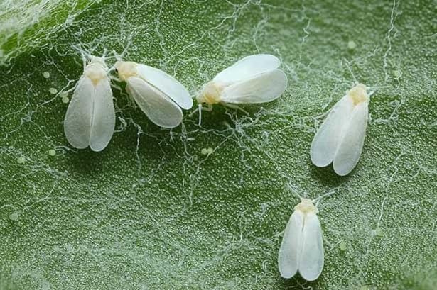 Acetamiprid 0.5% sistemico 100%. Tratamiento, eficaz y duradero contra pulgón, mosca blanca, escarabajos, Etc. Epinsel 100ml