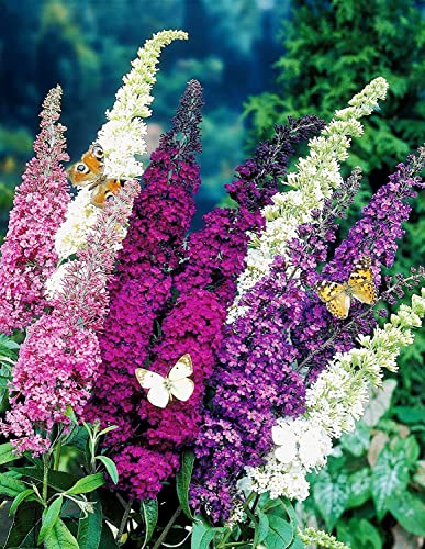 SeedsUP - 1000+ Seeds Butterfly Bush Giant (Buddleja davidii) - Flower Mix