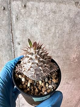 blue ページ　パキポディウム2点 Amazon｜【現品限り】パキポディウム・デンシフローラム【A49