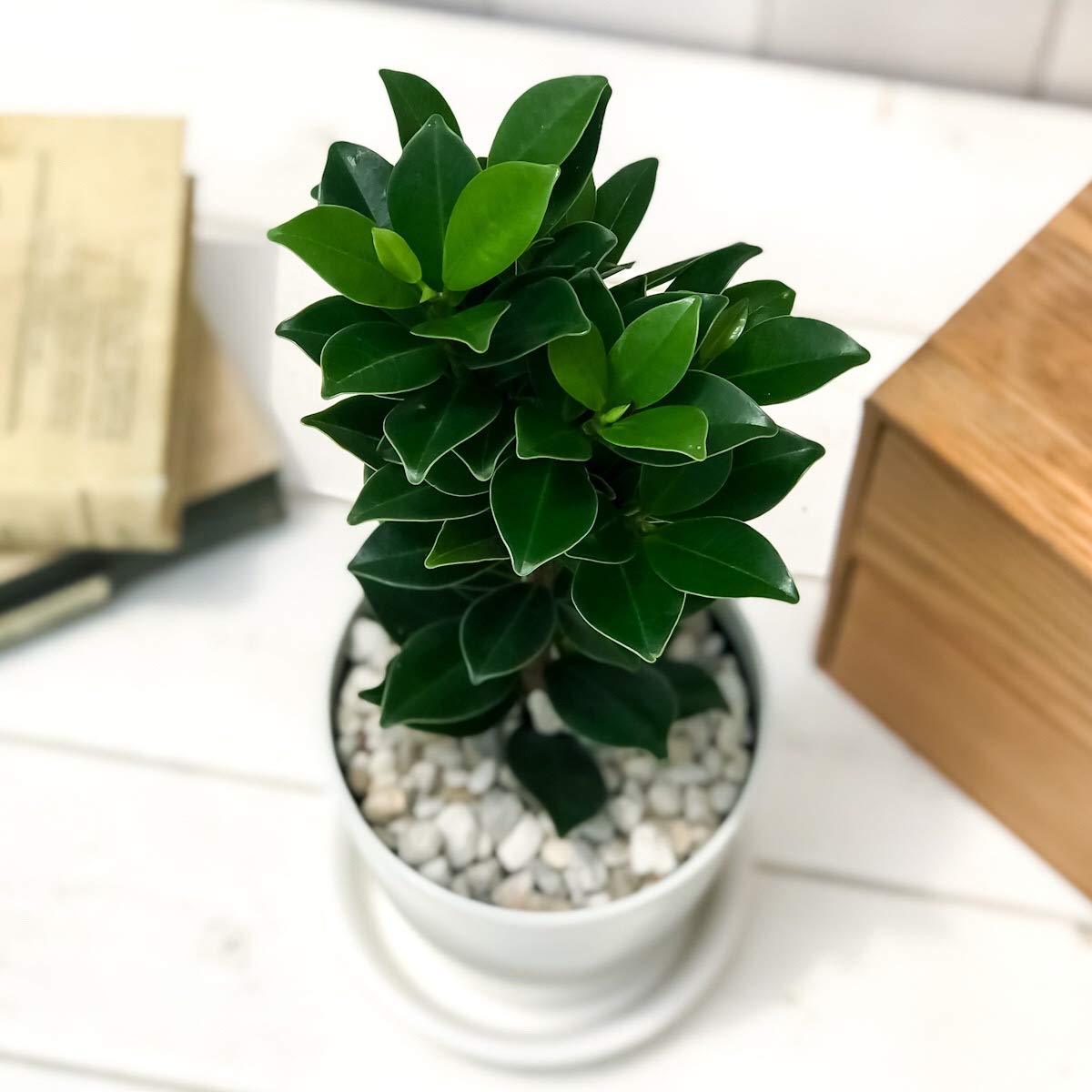 Amazon.co.jp: PLANCHU 観葉植物 ガジュマル ベビーリーフ 4号鉢 