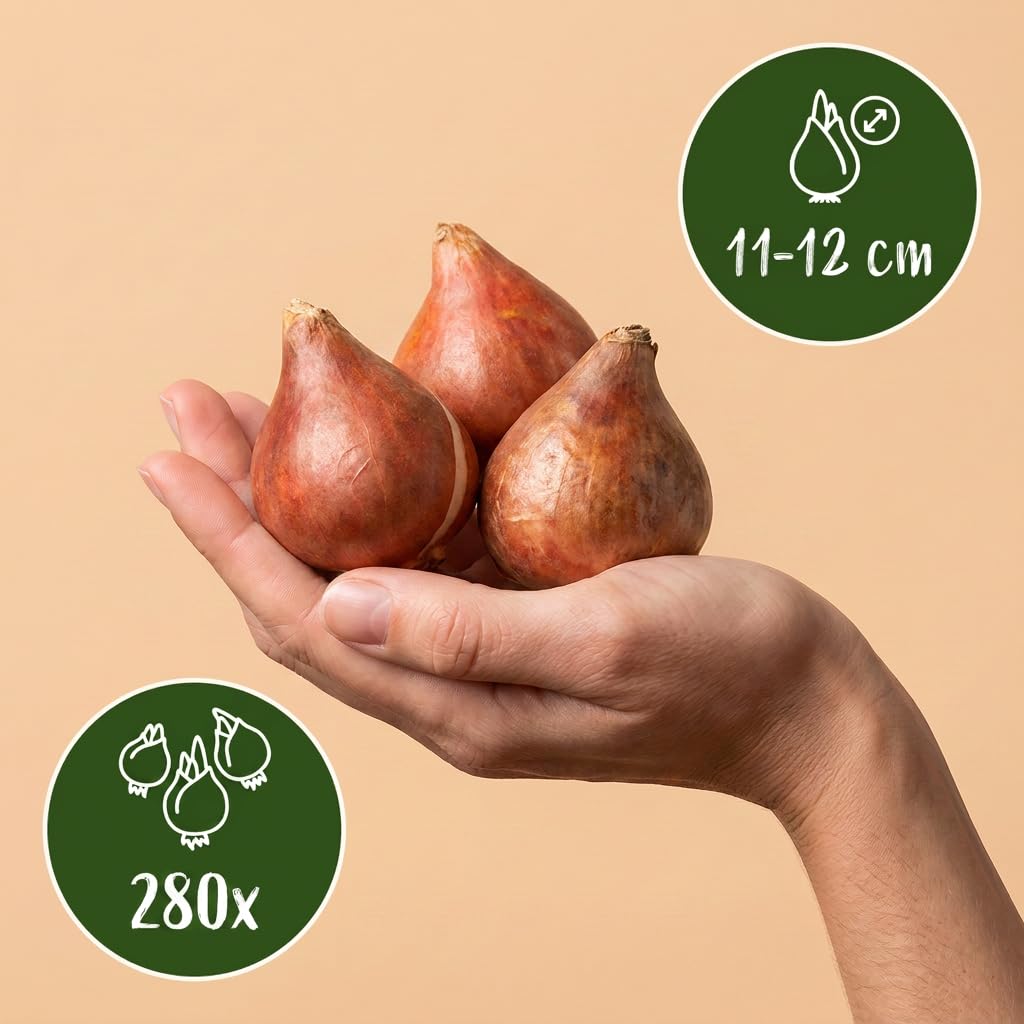 Green boutiQ - 280x Tulipa Blueberry mix - Blaubeere-Tulpenmischung - Diverses - Frühlingsblüher - Zwiebelgröße 11/12