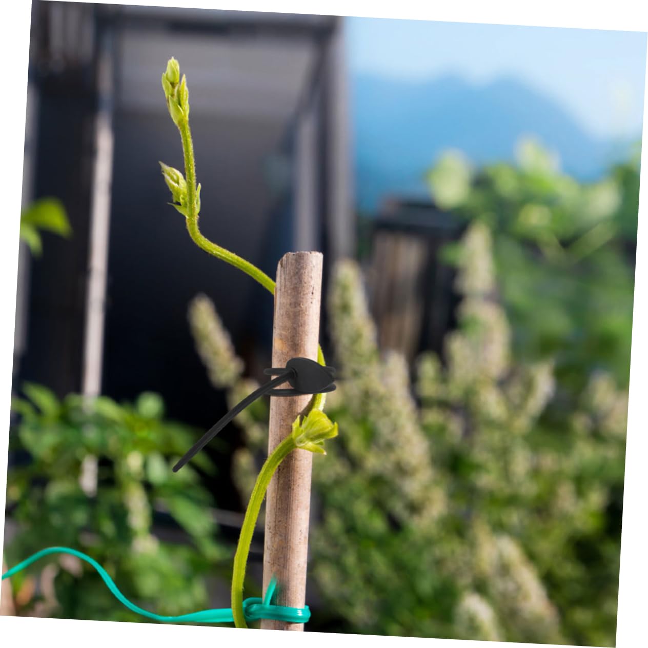 Toddmomy Correas De Silicona para Plantas Fijación Flexible para Jardín para Flores Y Vegetales Accesorios De Sujeción para Cultivos 20 Piezas X 4