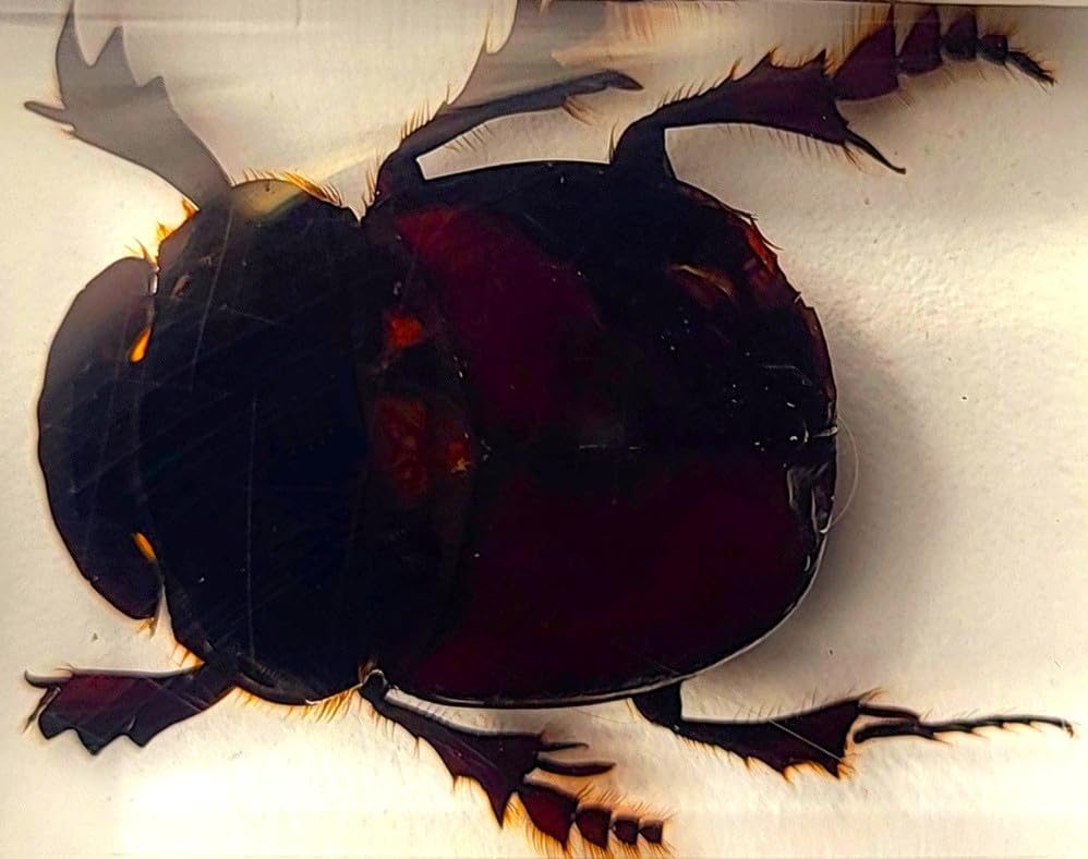 Image of 44mm Real Dung Beetle in Crystal Clear Lucite Resin Specimen Preserved Insect Taxidermy Crafts Collection for Biology Science Education & Desk Ornament Display Supplies Small Paperweight