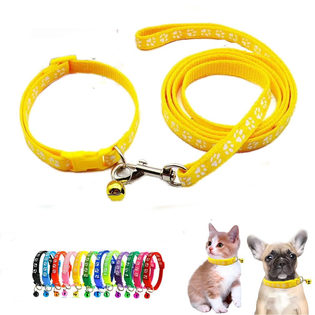Collier et laisse pour petit chien balade nocturne en ville