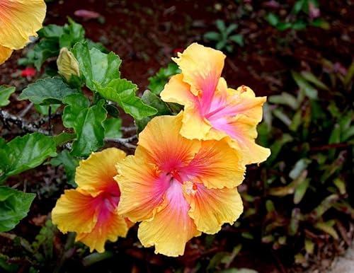 Más de 100 semillas de hibisco raras plantas perennes para el jardín de flores para el hogar