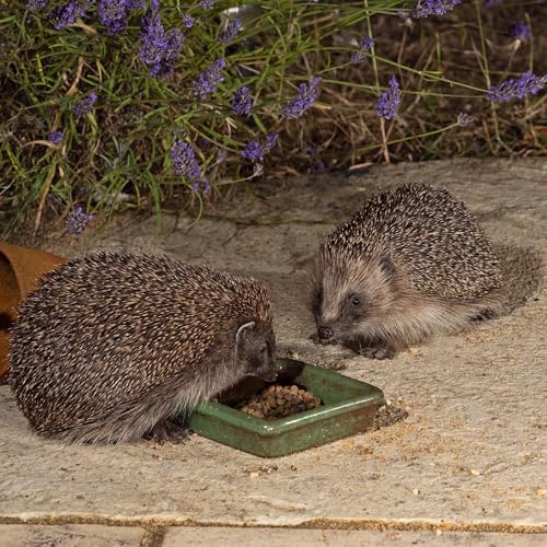 Vale’s™ Hedgehog Food – specially developed – used daily at Vale Wildlife Hospital – meaty, crunchy biscuits, high in fibre – suitable and nutritious – ideal addition to their natural diet (1.5kg) - Image 7
