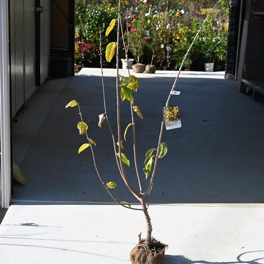 Amazon.co.jp: ロウバイ苗 満月狼狽苗木 満月ロウバイの苗