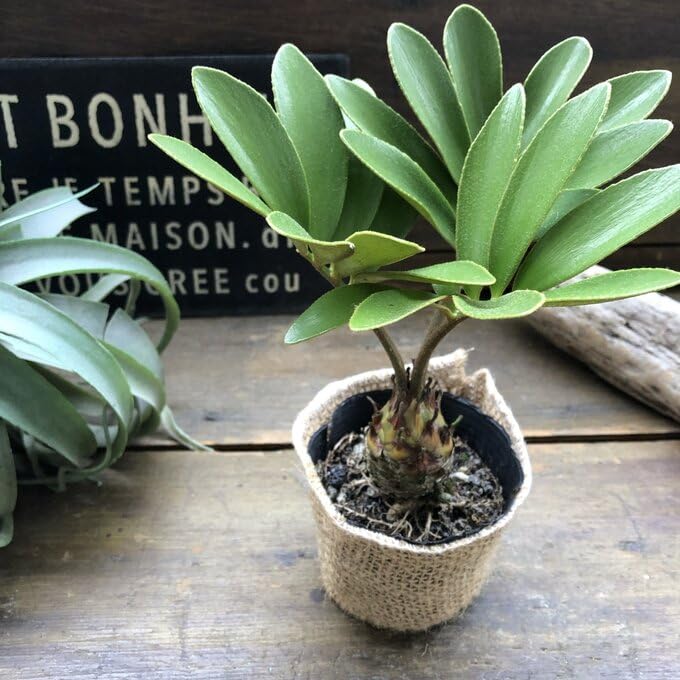 Amazon｜ザミア 高価な塊根植物 観葉植物 インテリア｜観葉植物