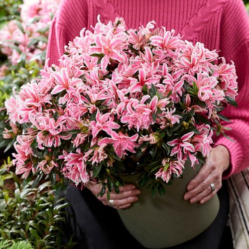 YouGarden Azalea Pink Spider Established Plant in 13cm Pot Hardy Evergreen Shrub for Pots and Borders