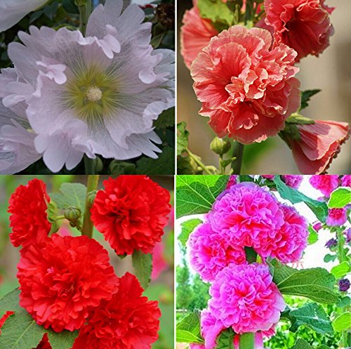 Creative Farmer Flower Seeds : Gulkhaira Flower Seeds For All Season Garden [Home Garden Seeds Eco Pack] Plant Seeds (B078RG1G5P) Amazon Price History, Amazon Price Tracker
