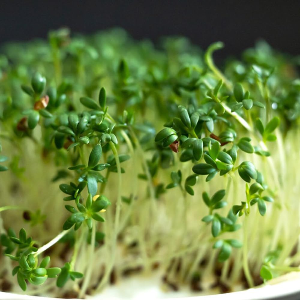 Semi Di Broccoli Bio Per Germogli - 500g, Senza Additivi, Confezione Biodegradabile - Foto 11