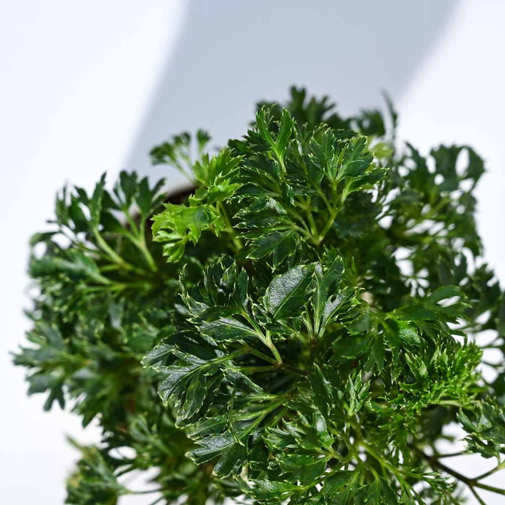 Ugaoo Aralia Golden Plant - Self Watering -3