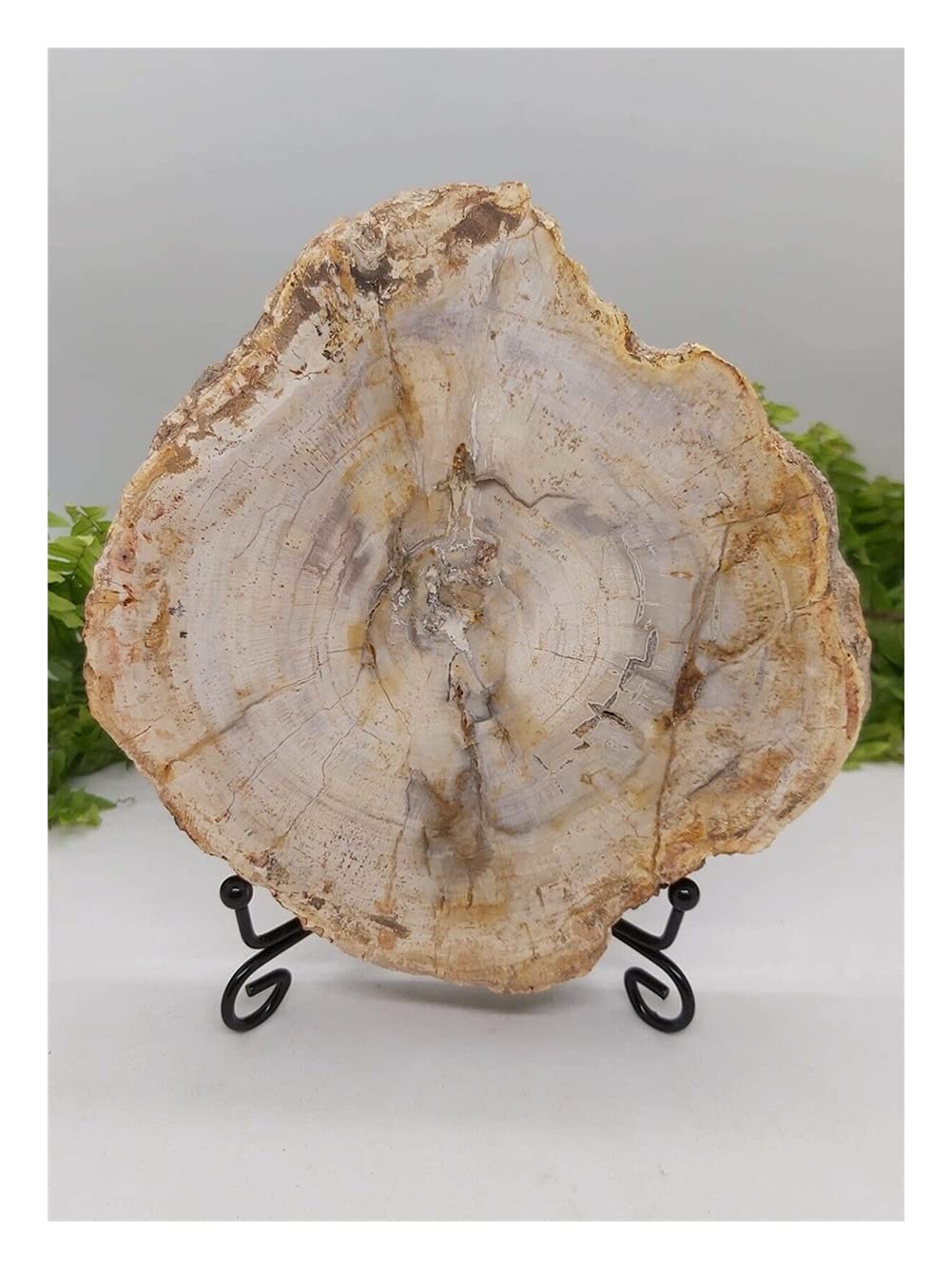 600 g natürliche versteinerte Holzscheibe, Erdungshandwerk ERTEYIN